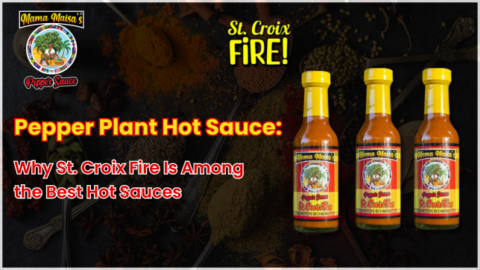 Pepper plant hot sauce St Croix Fire Scotch bonnet sauce bottles